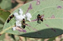 Opisthopsis pictus lepidus