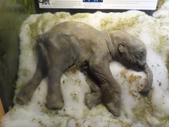 Wooly Mammoth photo 2