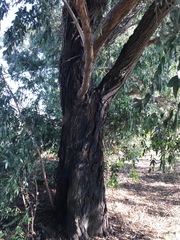 Eucalyptus grandis
