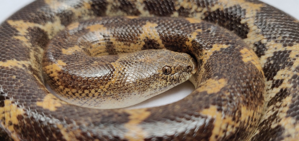 Sahara Sand Boa from Kpendjal, Togo on June 3, 2019 by Eric. Boa des ...