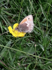 Coenonympha pamphilus