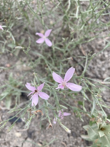 Image of Stephanomeria runcinata by (c) Caleb Catto, some rights reserved (CC BY)