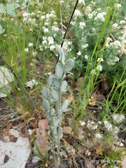 Fibigia eriocarpa