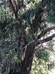Eucalyptus grandis