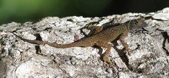 Anolis dominicensis