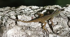 Anolis dominicensis