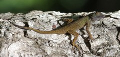 Anolis dominicensis