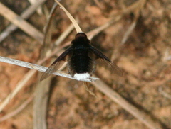 Ogcodocera leucoprocta