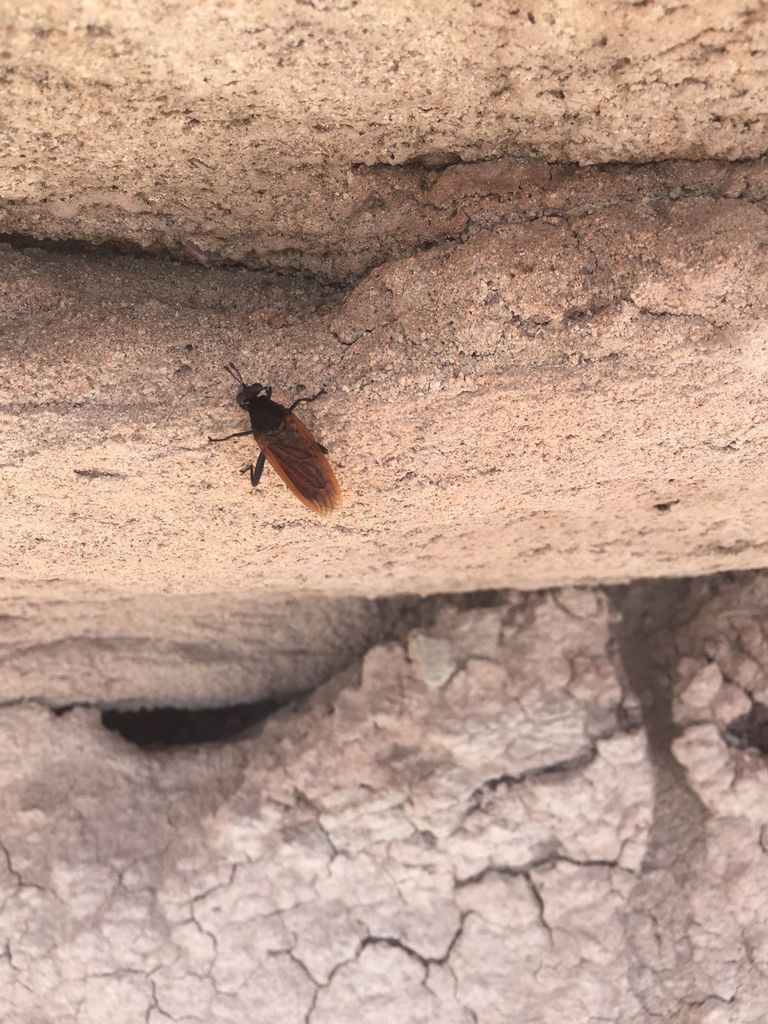 Mydas luteipennis