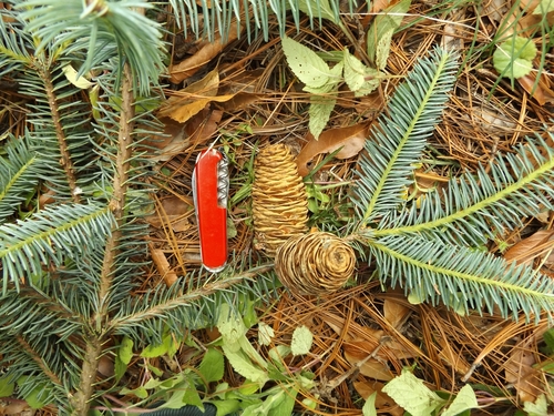 Image of Abies durangensis by (c) Dante S. Figueroa, some rights reserved (CC BY-SA)