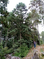 Abies durangensis