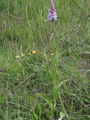 Dactylorhiza fuchsii