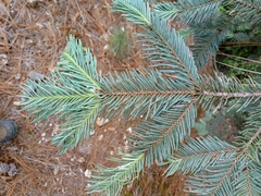 Abies durangensis