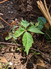 Parthenocissus quinquefolia