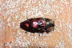 Melobasis gratiosissima