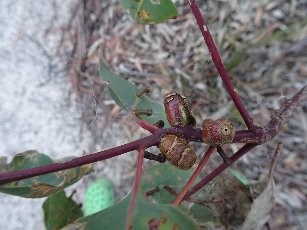 Apiomorpha frenchi