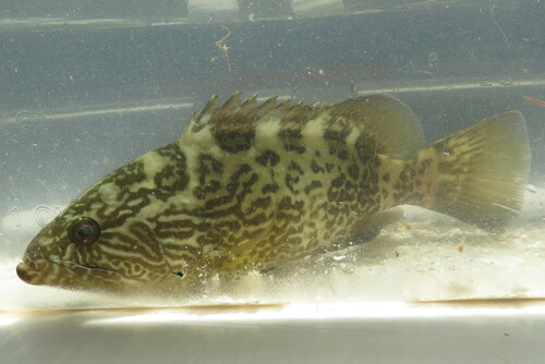 Gag-tandbaars (Mycteroperca microlepis) — Serranidae