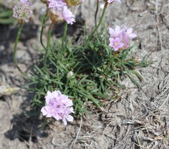 Armeria maritima maritima