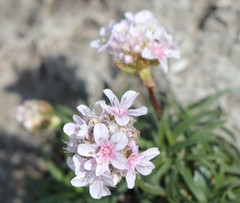 Armeria maritima maritima