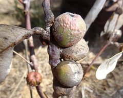 Apiomorpha baeuerleni