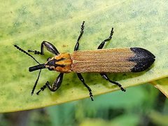 Rhinotia apicalis