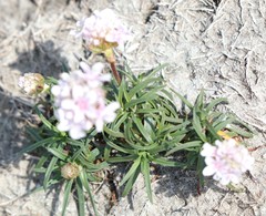 Armeria maritima maritima