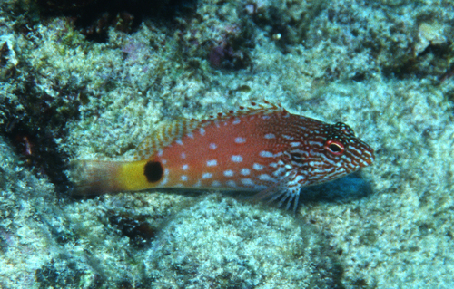 Hubbard's hawkfish (Cirrhitops hubbardi) — Cirrhitidae — 5