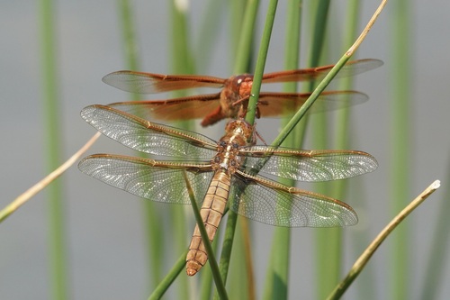 Flame Skimmer photographed in Wyoming