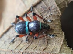 Metapocyrtus sakaii