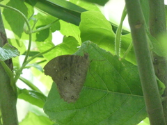 Melanitis leda