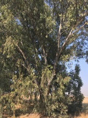 Eucalyptus camaldulensis