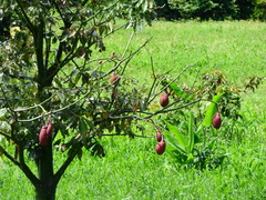 Pseudobombax munguba