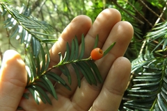 Taxus globosa