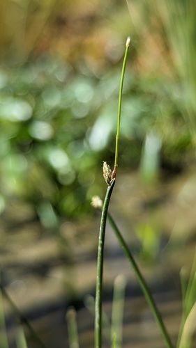 Eleocharis congesta, photograph 3