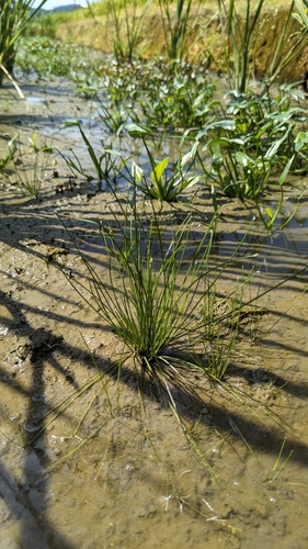 Eleocharis congesta, photograph 4