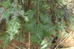 Taxus globosa