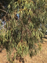 Eucalyptus camaldulensis