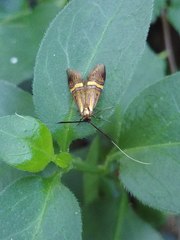Nemophora