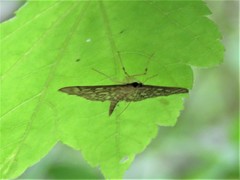 Herpetogramma thestealis