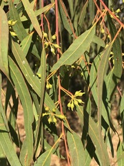 Eucalyptus camaldulensis