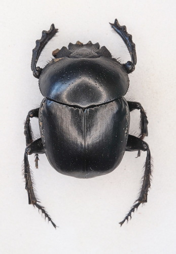 Scarabaeus armeniacus