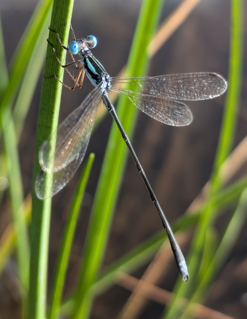 Lestes minutus