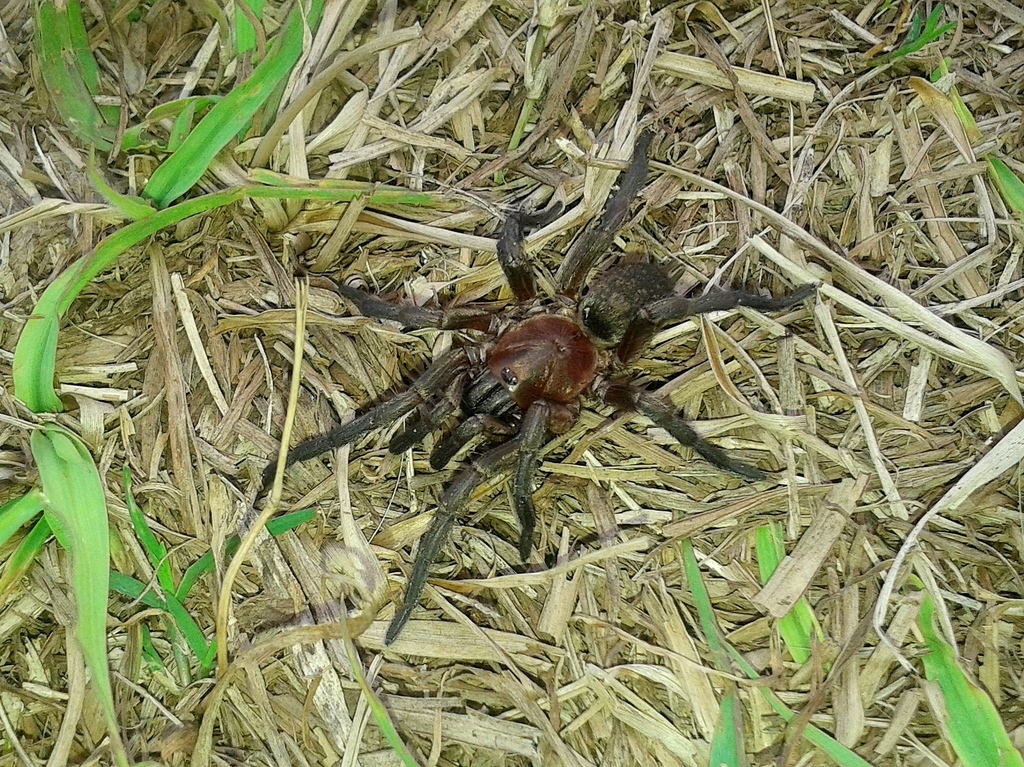 Pycnothele rubra
