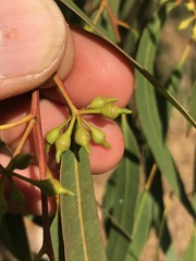 Eucalyptus camaldulensis