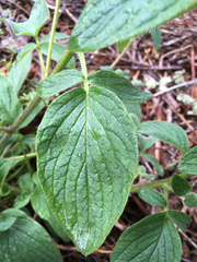Phacelia heterophylla