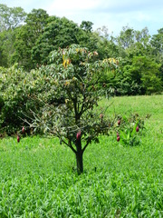 Pseudobombax munguba