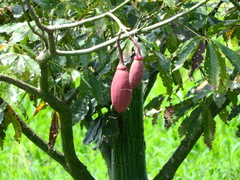 Pseudobombax munguba