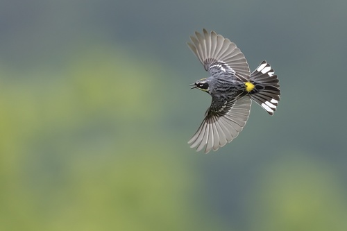 Myrtle Warbler photographed in Vermont