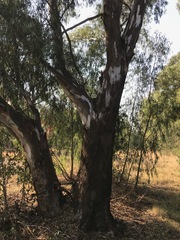 Eucalyptus