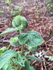 Phacelia heterophylla
